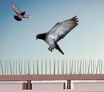 660ebf2e 7f1f 445a be48 0943b5055f42 360x320